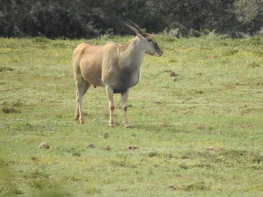 Eland