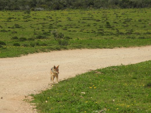Black-backed Jackal
