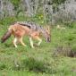 Black-backed Jackal
