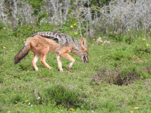 Black-backed Jackal