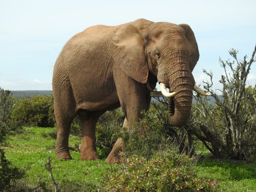 2nd Ellie Encounter.Collared Male