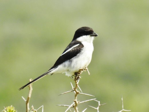 Southern Boubou