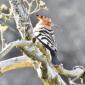 African Hoopoe