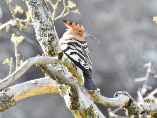 African Hoopoe