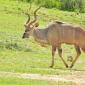 Kudu