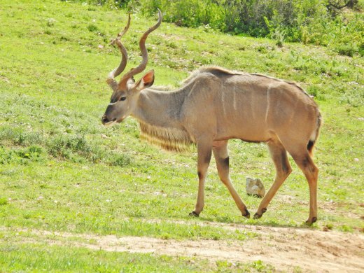 Kudu