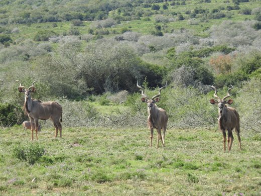 Kudu Linemen