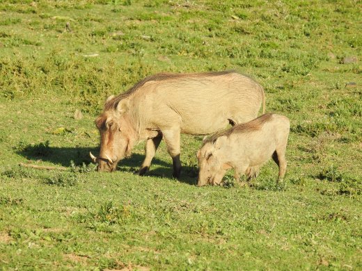Warthogs