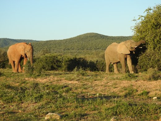 Elephants