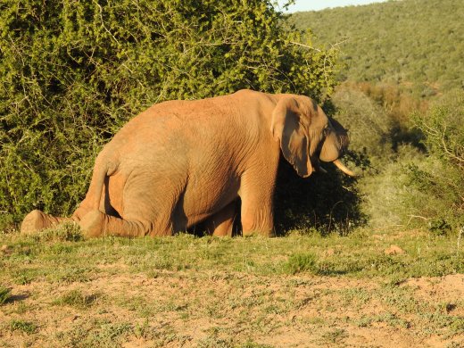 An Elephant on its knees....