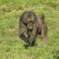 Baboon