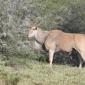 Eland