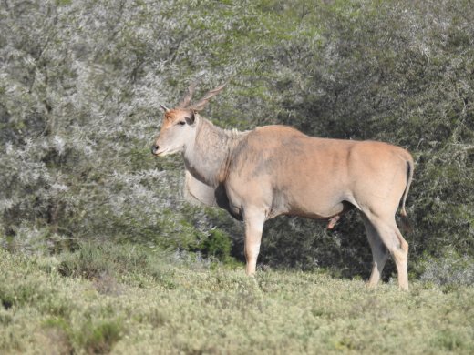 Eland