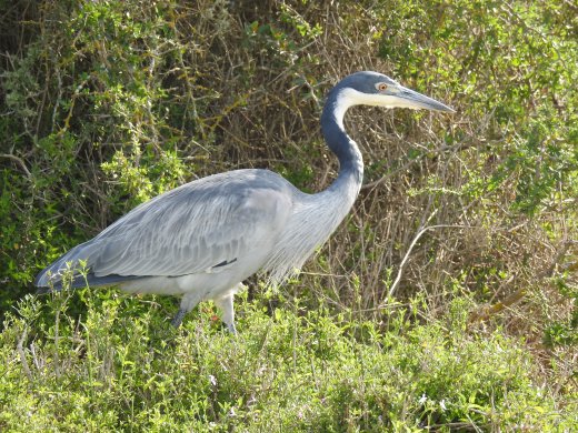 Black-headed Heron
