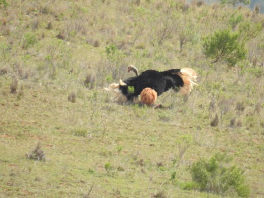 Ostrich, Dancing Male