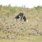 Ostrich, Receptive Female