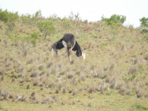 Ostrich, Receptive Female