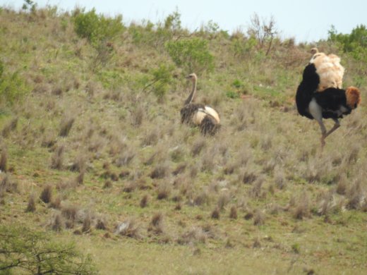 Ostrich Pair