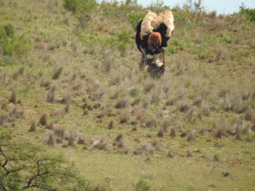 Mating Ostriches