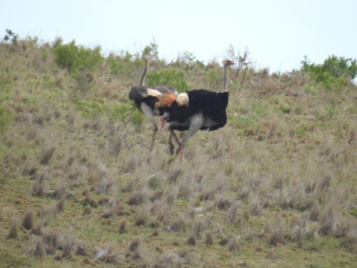 Ostrich, Pair post-mating