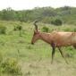 Red Hartebeest