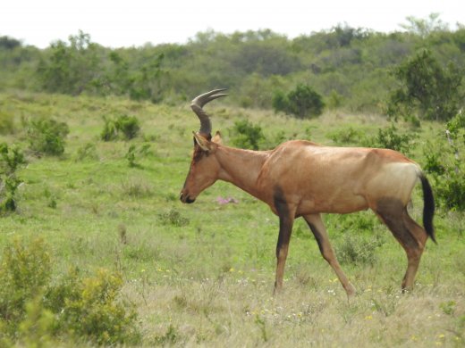 Red Hartebeest