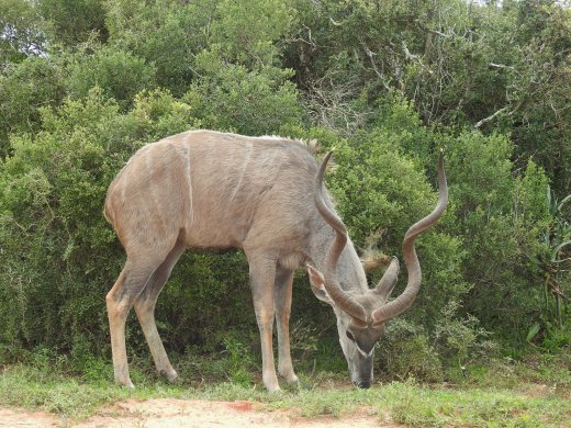 Kudu