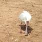 African Spoonbill