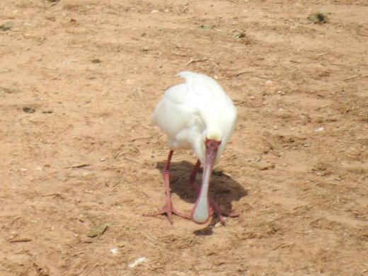 African Spoonbill