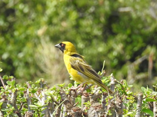 Village Weaver