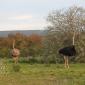 Ostrich Pair