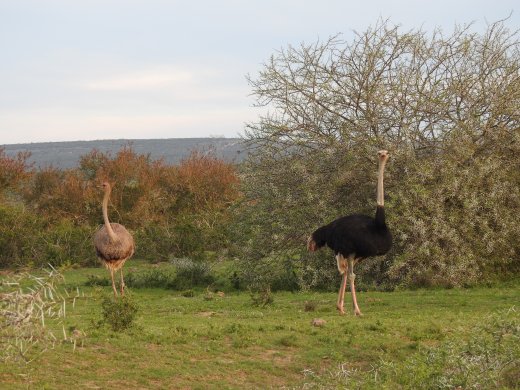 Ostrich Pair