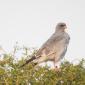 Dark Chanting-Goshawk