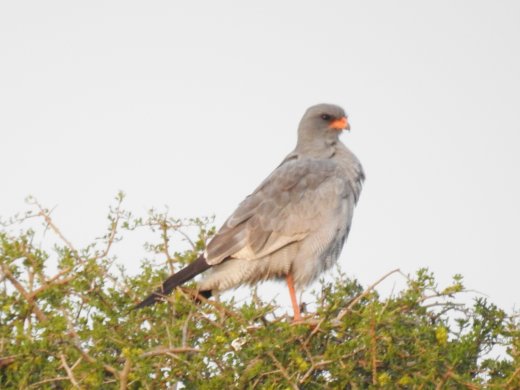 Dark Chanting-Goshawk