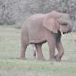 Ellie in Musth
