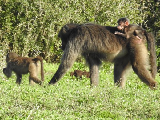Baboons