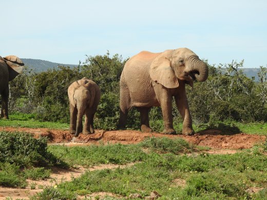 Female Ellies & Young Drinking