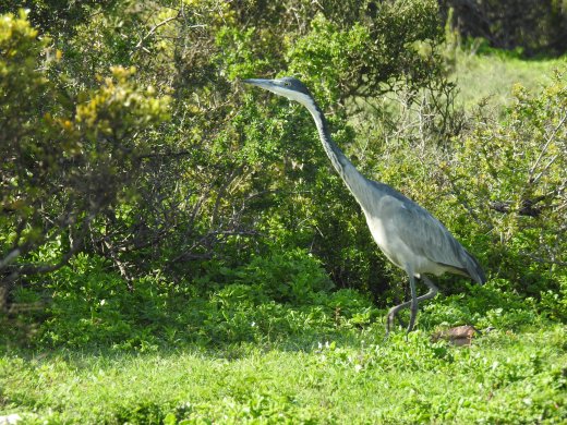 Black-headed Heron