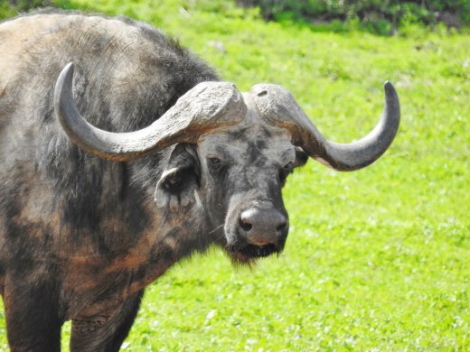 Buffalo