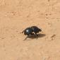 Dung Beetle
