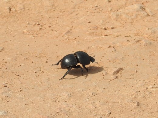 Dung Beetle