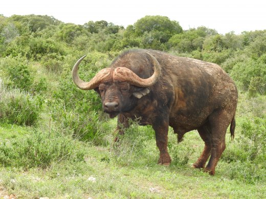 Buffalo
