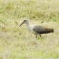 Hadada Ibis