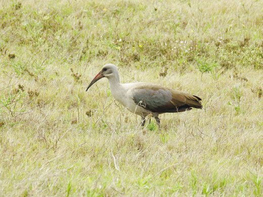 Hadada Ibis