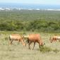 Red Hartebeest & Dunes