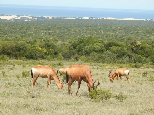 Red Hartebeest & Dunes