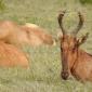 Red Hartebeest