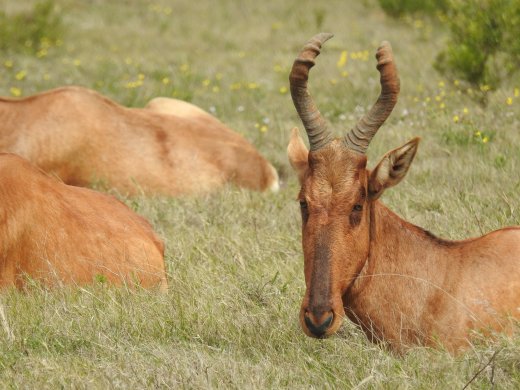 Red Hartebeest