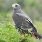 Black Kite