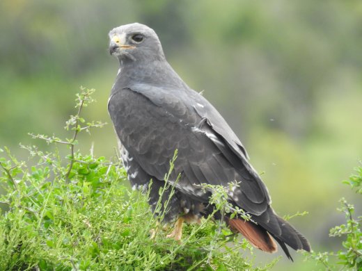Black Kite